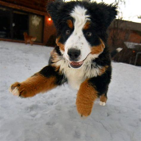 These Pictures Of Bernese Mountain Dog Puppies Lead Straight To Alpine