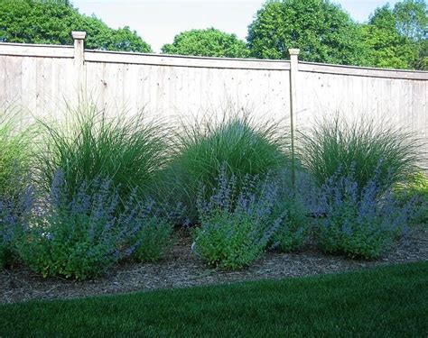 Tall Grasses For Privacy Fence Shares The Best Screening