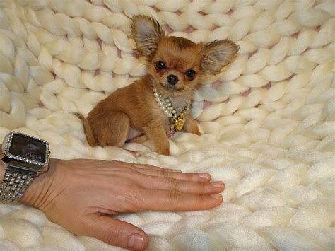 Xxxxxxxs Micro Tiny Kc Registered Long Haired Red Brown Chihuahua Girl