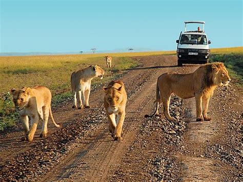 5 Of The Best Kenya Safaris From Nairobi