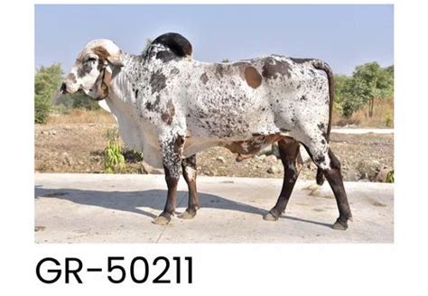Gir Bull Frozen Semen Gr 50211 Packaging Size 025 Ml At Rs 30unit In Rajkot