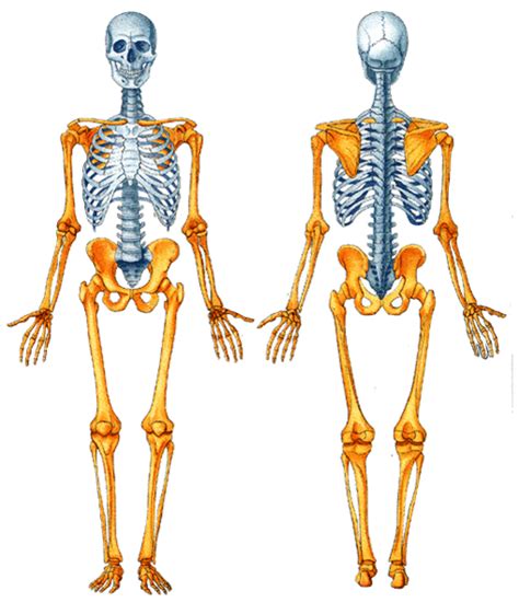 Anatomía Humana Osteologia Generalidades Esqueleto Axil Huesos Del