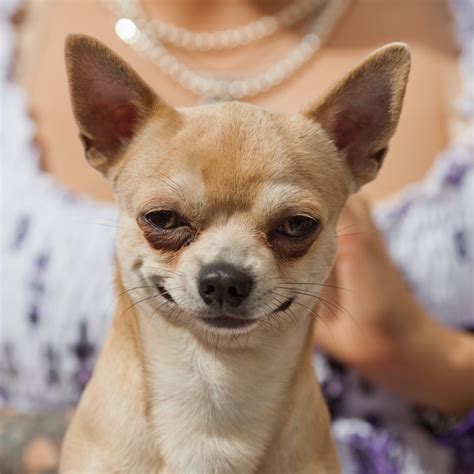 Top 5 Dogs Making Funny Faces Photos — Steemit