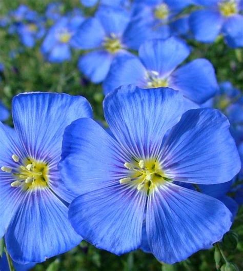 Blue Flax Flowers Ubicaciondepersonascdmxgobmx