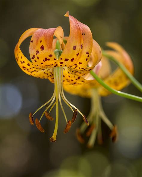 Wild Lilies Photograph By Bruce Frye