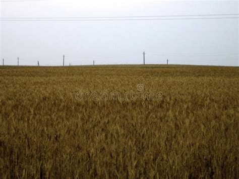 A Flat Field Of Wheat At Sunset The Ears Are Almost Ripe Stock Photo