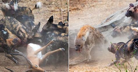Wild Dogs V Hyenas Which Predator Comes Out On Top As Two Packs Go