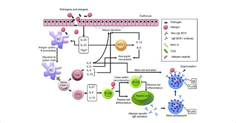 Immunological Mechanisms Of Allergic Sensitization Epithelial Cells