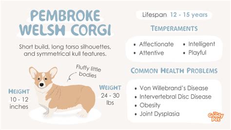 Pembroke Welsh Corgi Breed Information Profile Facts And Traits The