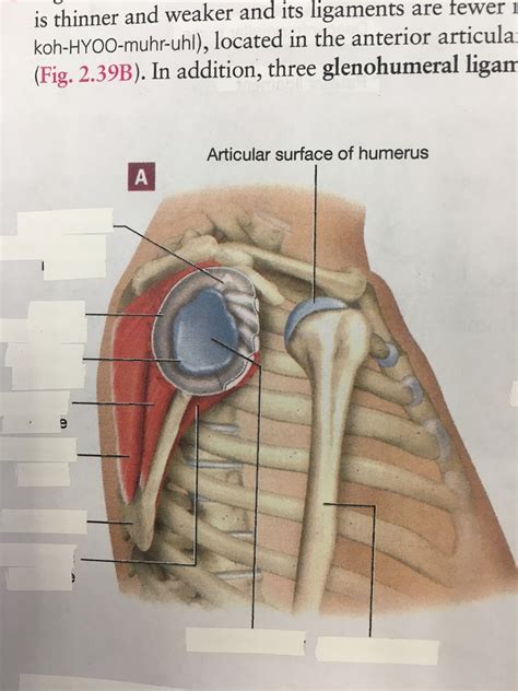 Shoulder Joint 2 Diagram Quizlet