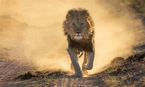 Watch A Warthog Hit Turbo Speed When It Realizes A Lion Is About To