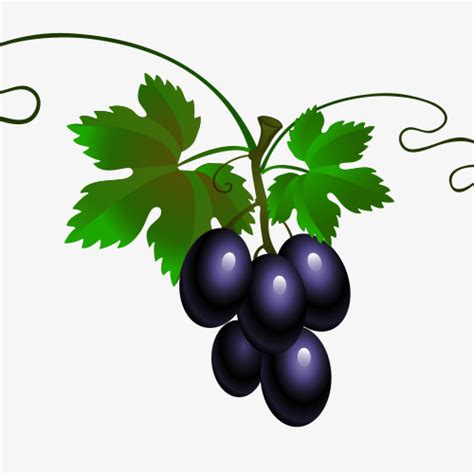 Cartoon Grapes, Grape Cartoon Material, Vector Material, Fine Material PNG Transparent Clipart ...