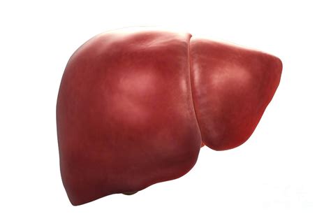 We hope this post inspired you and help you what you are looking for. Human Liver Photograph by Science Picture Co