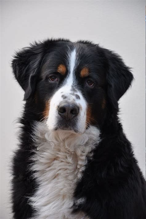 Selective Focus Photography Adult Bernese Mountain Dog Greater Swiss