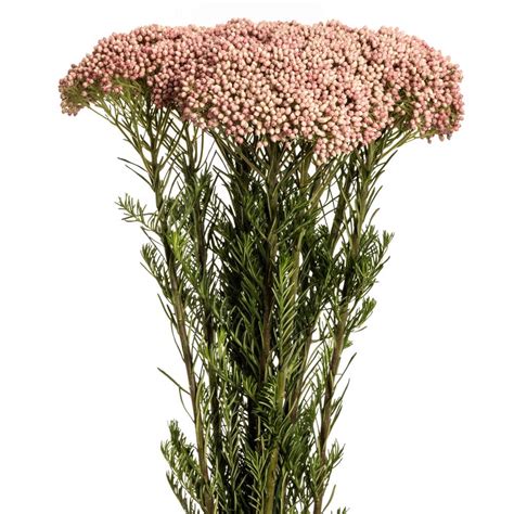 Victoria Pink® Rice Flower Esmeralda Farms Wholesale Flowers