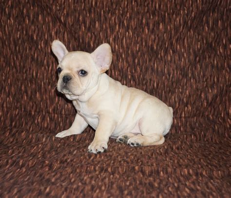 We are french bulldog breeders in los angeles, ca, but serve the entire world! Cream French Bulldog Los Angeles CA For Sale | Pet Loan ...