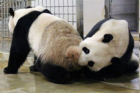 Pandas Break Mating Record With 40 Minute Sex Marathon
