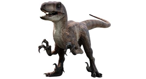 Jurassic Park Velociraptor 2 By Camo Flauge On Deviantart