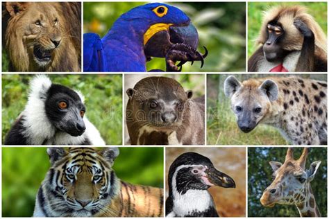 Beautiful Animals Collage With Nine Photos Zoo Stock Photo Image Of