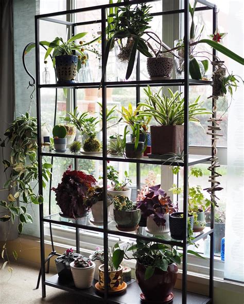 House Plant Club On Instagram Its Sunday Fun Day For These Lovelies
