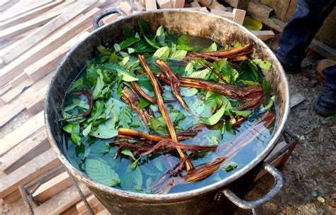 A Deep Dive With Ethnobotanist Sarah Wu Into Ayahuasca's Global Growing ...