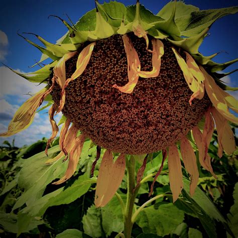 Sunflowers In A Storm Begin Again