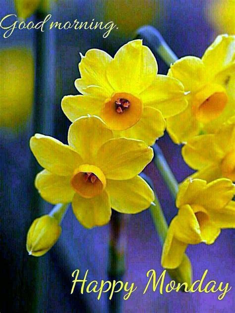 Happy Monday Morning Yellow Flowers Wisdom Good Morning Quotes