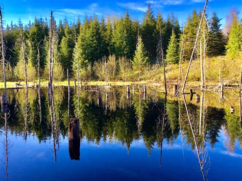 Photography Of Trees Reflecting On Water · Free Stock Photo