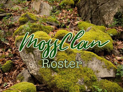 🌿 Old Mossclan Roster🌿 Wiki Sun Clans Amino