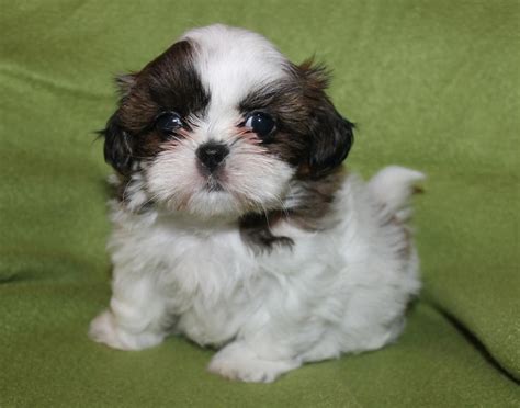 Shih Tzu Puppies For Sale | Jersey City, NJ #129380
