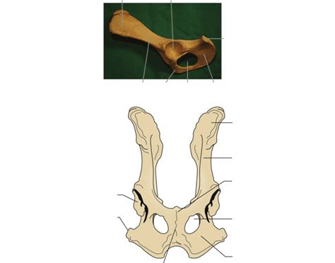 Anatomy of the female pelvic region. Canine Pelvis Anatomy