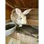 Domestic Rabbit Rabbits For Sale  Lafayette IN 308666