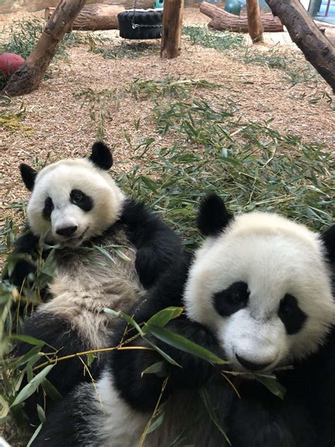Panda Updates Wednesday February 28 Zoo Atlanta