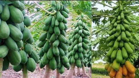 Amazing Papaya Cultivation Technology How To Grow And Harvesting