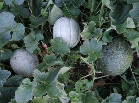 How To Grow Cantaloupe For A Sweet Backyard Harvest Garden And Happy
