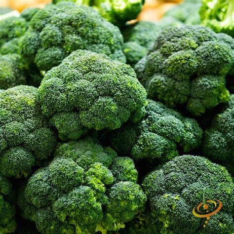 Broccoli Varieties Types Of Broccoli Varieties Of Broccoli