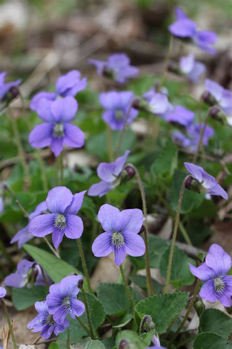 May 2019 Common Blue Violet — Wild Edible Plant Of The Month Club