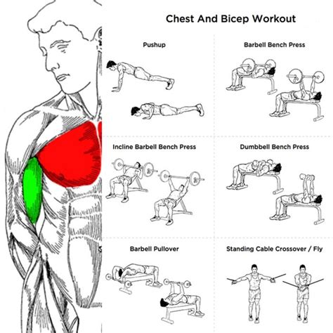 Chest And Bicep Workout