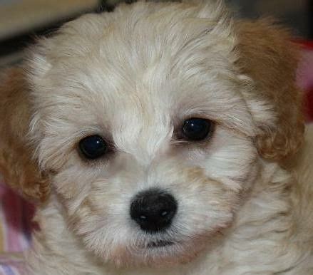 These attributes include sex, temperament, coloring and more importantly, breeder experience. Maltipoo puppy Maltipoo puppies in va Malti-poo puppies Virginia www.johnsonsjewels.webs.com ...