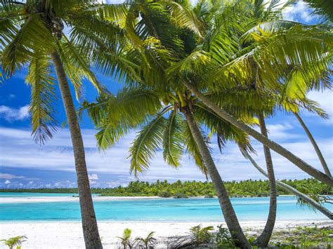 Pacific Resort Aitutaki Palm Tree Paradise Pacific Resort Hotel Group