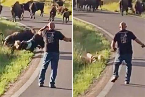 Woman Has Her Pants Ripped Off And Is Knocked Unconscious By Adult Bison Who Charged Her When