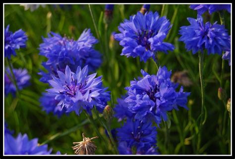 Immagini e cartoline nuove con la scritta buona notte. fiordalisi ..... Foto % Immagini| piante, fiori e funghi ...