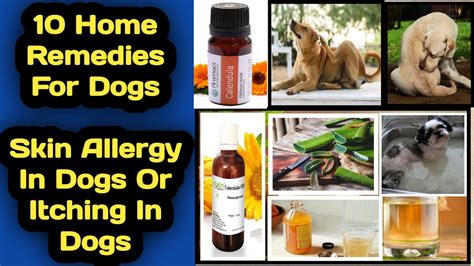 10 Best Home Remedies For Dog Skin Allergy And Itching Tips To Cure