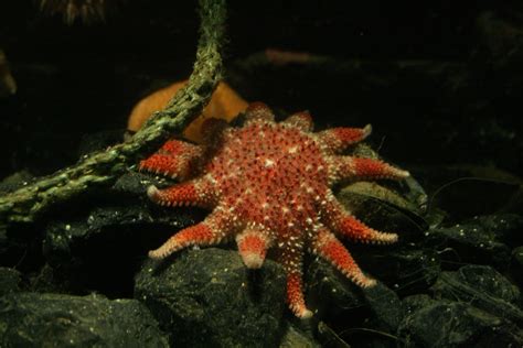 Sunstar N21 Octopus Fish Pisces Calamari Diving Regulator