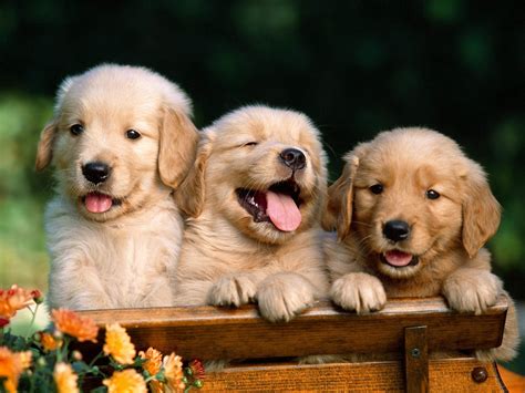 Puppies Images Friends Forever Hd Wallpaper And Background
