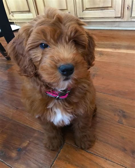 Select from premium golden doodle of the highest quality. About Mini Goldendoodles | Puppies for sale by Timber ...