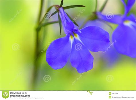 Purple Flowers Macro Stock Photo Image Of Green Botany 2427468