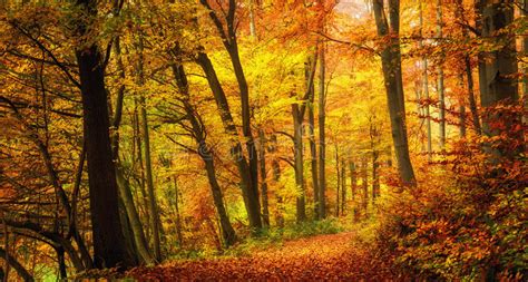 Autumn Forest With Warm Colors Stock Photo Image Of Park Overcast