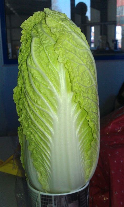 Chinese cabbage, napa cabbage, peking cabbage, celery cabbage. Napa cabbage - How to grow & care | Napa cabbage, Cabbage ...