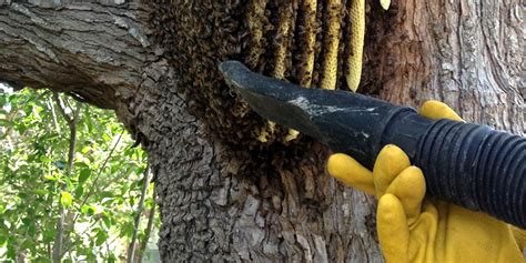 Wasp And Bee Removal Orlando
